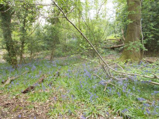 33 adjacent area showing bluebells resized